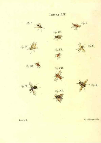 Reproducción/Reproduction 49810600687: Iacobi Christiani Schaefferi s.s. theologiae et philosophiae doctoris ... Icones insectorum circa Ratisbonam indigenorum :. Ratisbonae :Typis Breitfeldianis,MDCCLXXIX [1766-1779]. 