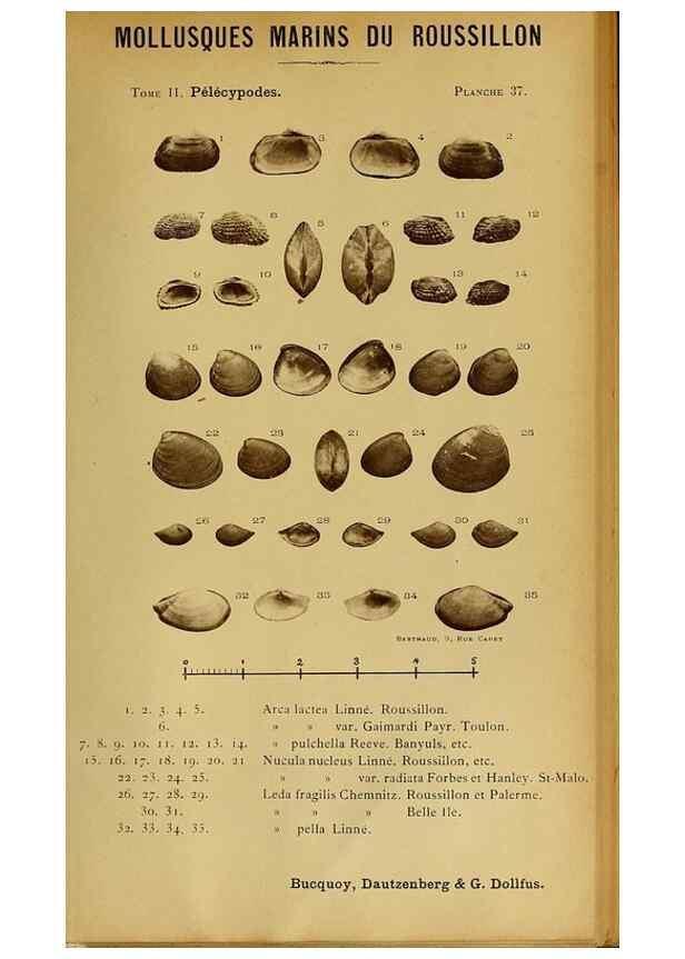 Reproducción/Reproduction 49806407533: Les mollusques marins du Roussillon. Paris :J.-B. Baillière,[1882]-[1898]. 