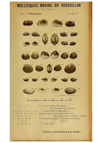 Reproducción/Reproduction 49806407533: Les mollusques marins du Roussillon. Paris :J.-B. Baillière,[1882]-[1898]. 