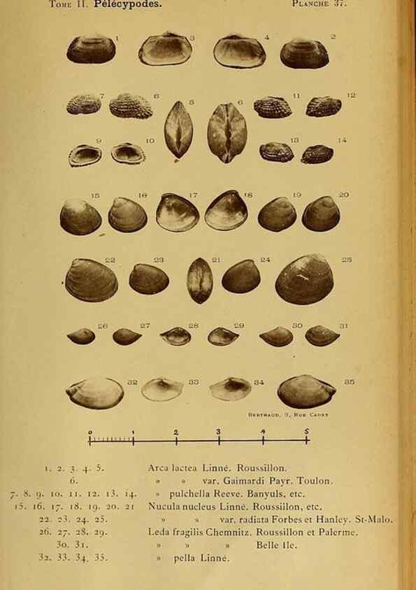 Reproducción/Reproduction 49806407533: Les mollusques marins du Roussillon. Paris :J.-B. Baillière,[1882]-[1898]. 