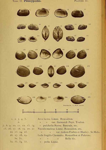Reproducción/Reproduction 49806407533: Les mollusques marins du Roussillon. Paris :J.-B. Baillière,[1882]-[1898]. 