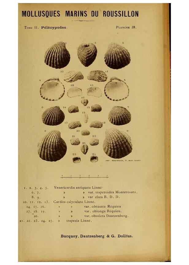 Reproducción/Reproduction 49807272667: Les mollusques marins du Roussillon. Paris :J.-B. Baillière,[1882]-[1898]. 