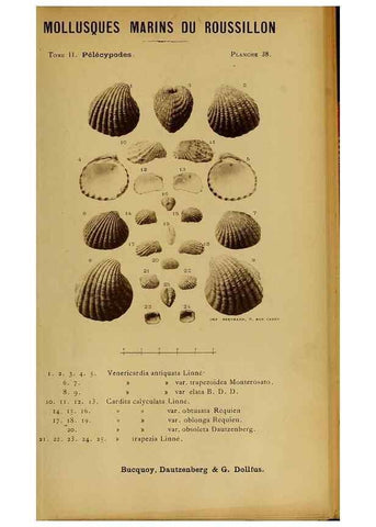 Reproducción/Reproduction 49807272667: Les mollusques marins du Roussillon. Paris :J.-B. Baillière,[1882]-[1898]. 