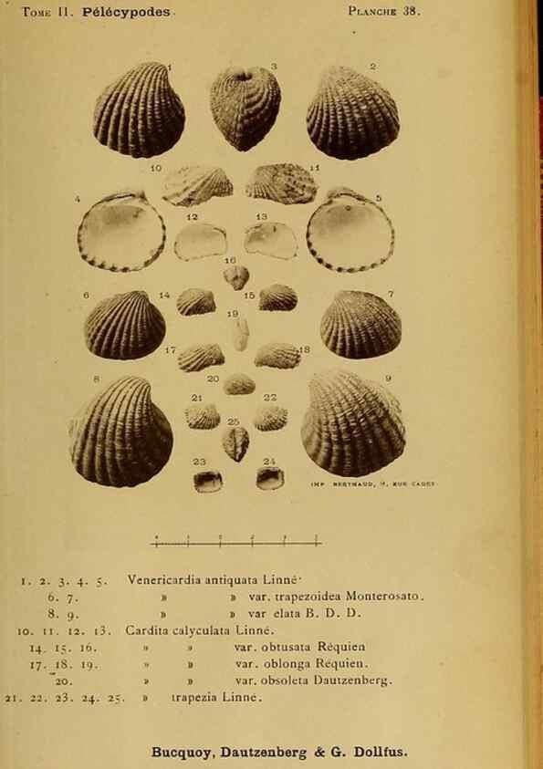 Reproducción/Reproduction 49807272667: Les mollusques marins du Roussillon. Paris :J.-B. Baillière,[1882]-[1898]. 