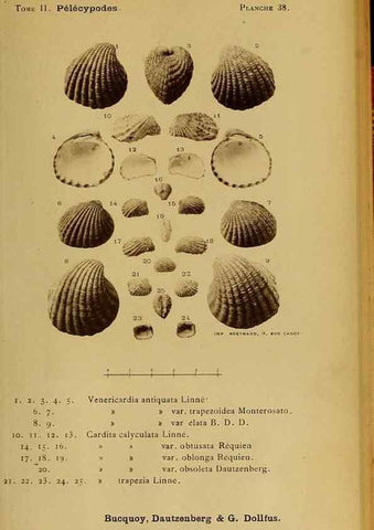 Reproducción/Reproduction 49807272667: Les mollusques marins du Roussillon. Paris :J.-B. Baillière,[1882]-[1898]. 