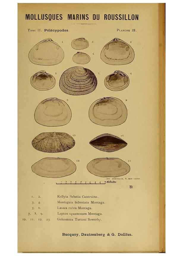 Reproducción/Reproduction 49806407928: Les mollusques marins du Roussillon. Paris :J.-B. Baillière,[1882]-[1898]. 