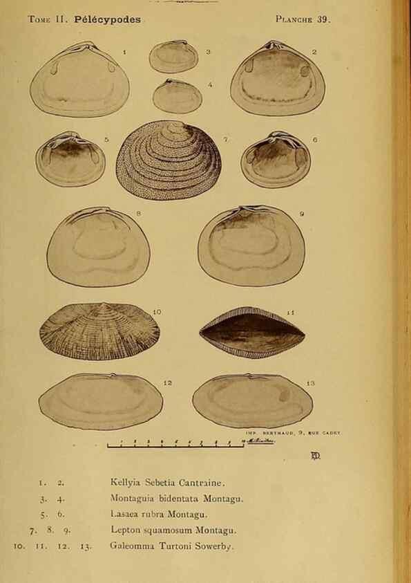Reproducción/Reproduction 49806407928: Les mollusques marins du Roussillon. Paris :J.-B. Baillière,[1882]-[1898]. 