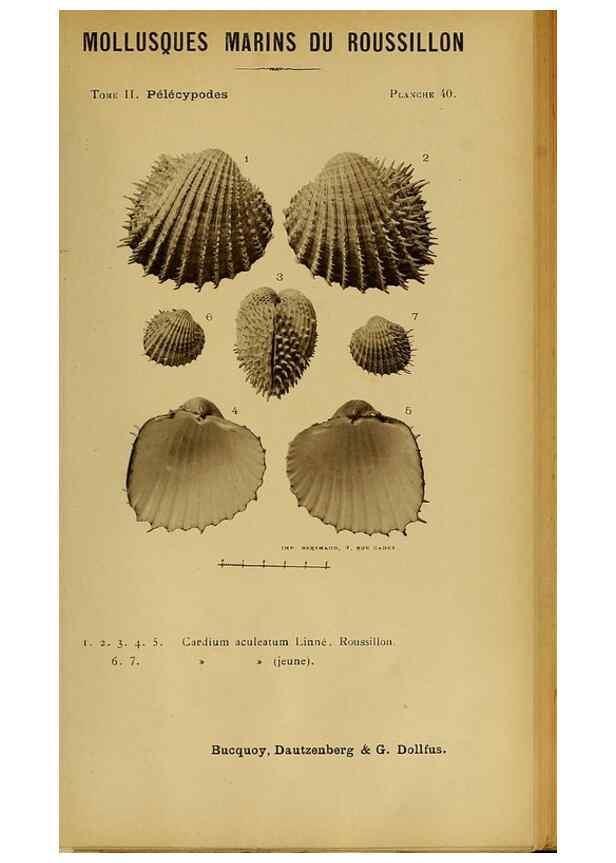 Reproducción/Reproduction 49806408233: Les mollusques marins du Roussillon. Paris :J.-B. Baillière,[1882]-[1898]. 