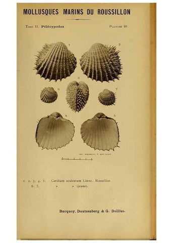 Reproducción/Reproduction 49806408233: Les mollusques marins du Roussillon. Paris :J.-B. Baillière,[1882]-[1898]. 