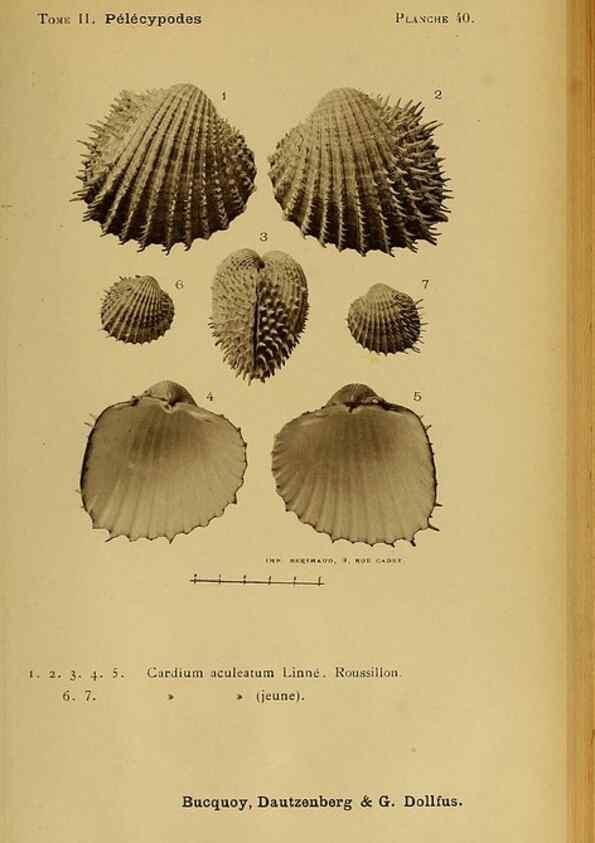 Reproducción/Reproduction 49806408233: Les mollusques marins du Roussillon. Paris :J.-B. Baillière,[1882]-[1898]. 