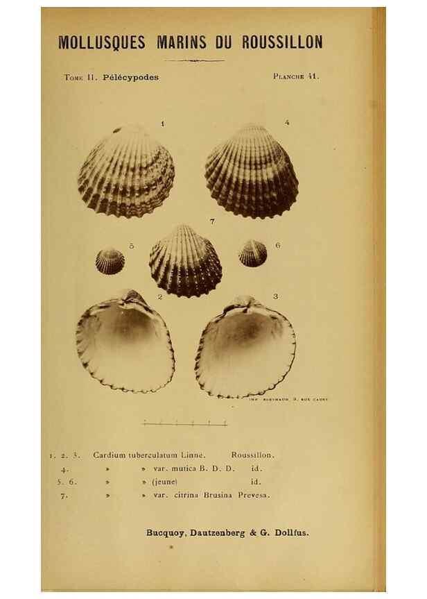Reproducción/Reproduction 49806963806: Les mollusques marins du Roussillon. Paris :J.-B. Baillière,[1882]-[1898]. 