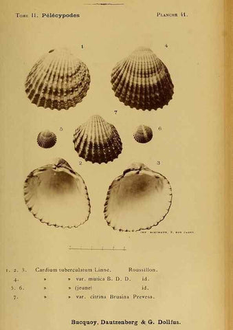 Reproducción/Reproduction 49806963806: Les mollusques marins du Roussillon. Paris :J.-B. Baillière,[1882]-[1898]. 