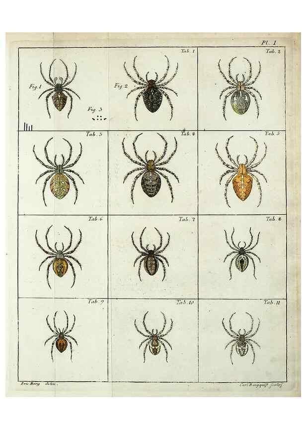 Reproducción/Reproduction 49806964076: Svenska spindlar. Stockholmiae :Literis Laur. Salvii,MDCCLVII [1757]. 