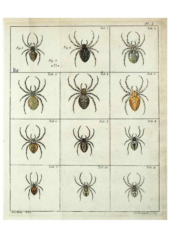 Reproducción/Reproduction 49806964076: Svenska spindlar. Stockholmiae :Literis Laur. Salvii,MDCCLVII [1757]. 