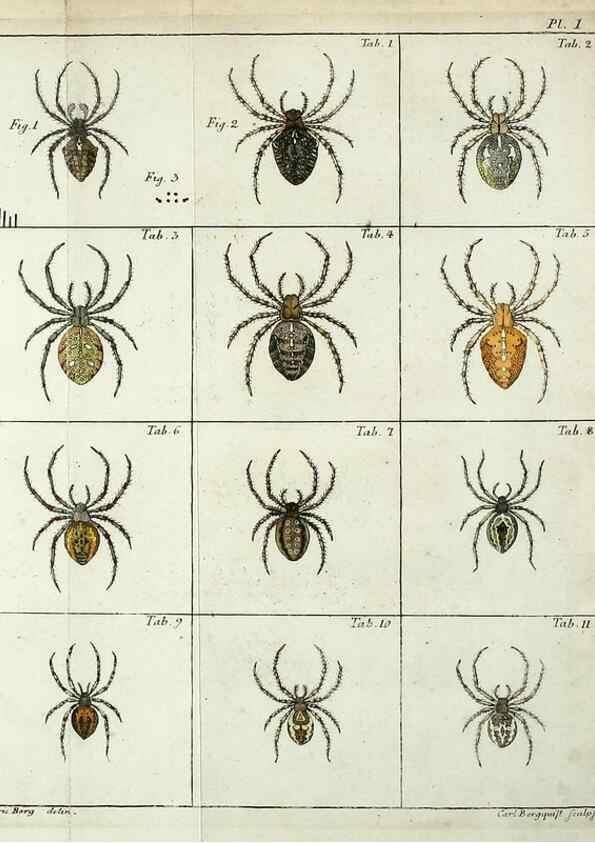 Reproducción/Reproduction 49806964076: Svenska spindlar. Stockholmiae :Literis Laur. Salvii,MDCCLVII [1757]. 