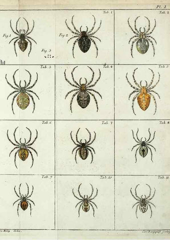 Reproducción/Reproduction 49806964076: Svenska spindlar. Stockholmiae :Literis Laur. Salvii,MDCCLVII [1757]. 