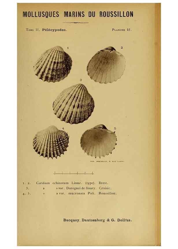 Reproducción/Reproduction 49807273827: Les mollusques marins du Roussillon. Paris :J.-B. Baillière,[1882]-[1898]. 