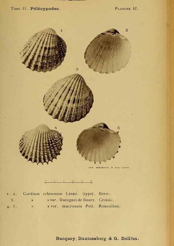 Reproducción/Reproduction 49807273827: Les mollusques marins du Roussillon. Paris :J.-B. Baillière,[1882]-[1898]. 