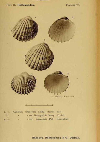 Reproducción/Reproduction 49807273827: Les mollusques marins du Roussillon. Paris :J.-B. Baillière,[1882]-[1898]. 