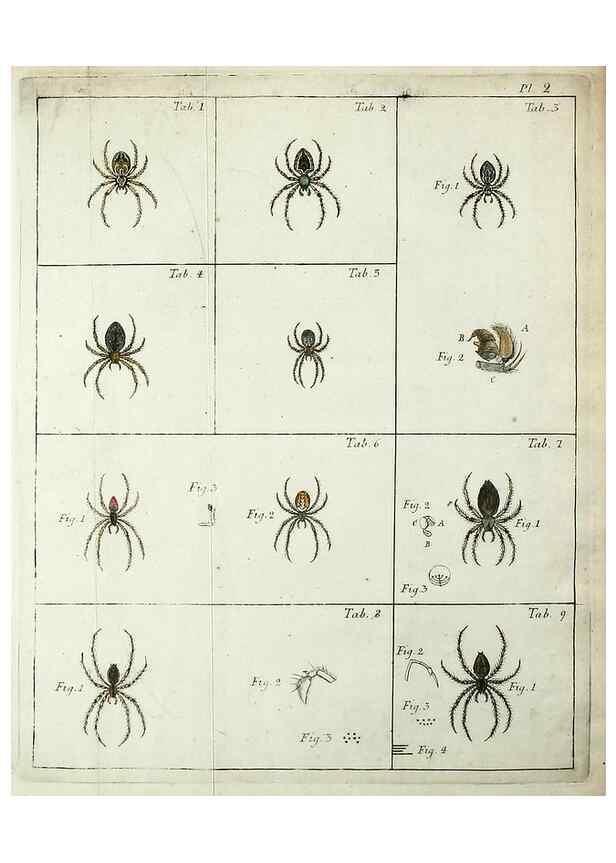 Reproducción/Reproduction 49806408978: Svenska spindlar. Stockholmiae :Literis Laur. Salvii,MDCCLVII [1757]. 