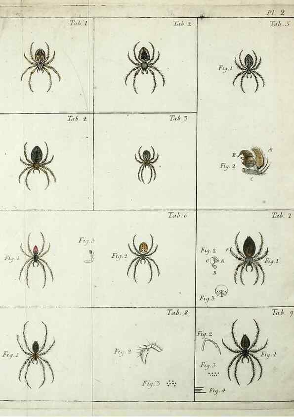 Reproducción/Reproduction 49806408978: Svenska spindlar. Stockholmiae :Literis Laur. Salvii,MDCCLVII [1757]. 