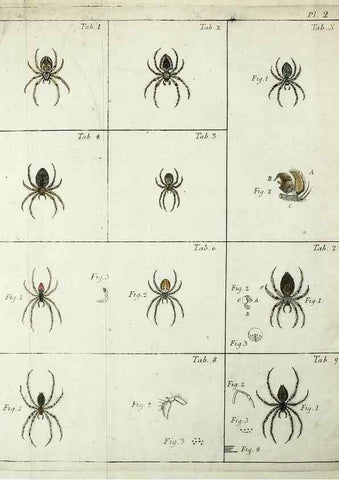 Reproducción/Reproduction 49806408978: Svenska spindlar. Stockholmiae :Literis Laur. Salvii,MDCCLVII [1757]. 