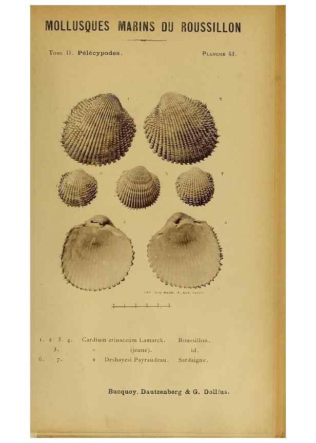 Reproducción/Reproduction 49807274057: Les mollusques marins du Roussillon. Paris :J.-B. Baillière,[1882]-[1898]. 