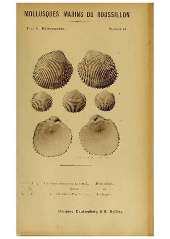 Reproducción/Reproduction 49807274057: Les mollusques marins du Roussillon. Paris :J.-B. Baillière,[1882]-[1898]. 