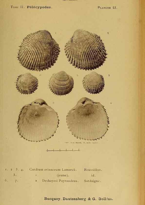 Reproducción/Reproduction 49807274057: Les mollusques marins du Roussillon. Paris :J.-B. Baillière,[1882]-[1898]. 