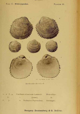 Reproducción/Reproduction 49807274057: Les mollusques marins du Roussillon. Paris :J.-B. Baillière,[1882]-[1898]. 