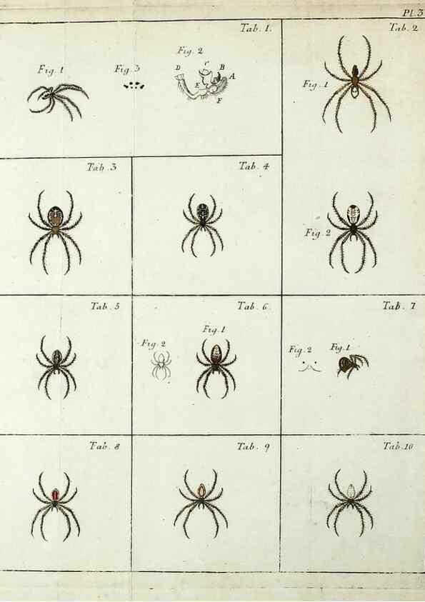 Reproducción/Reproduction 49806964621: Svenska spindlar. Stockholmiae :Literis Laur. Salvii,MDCCLVII [1757]. 