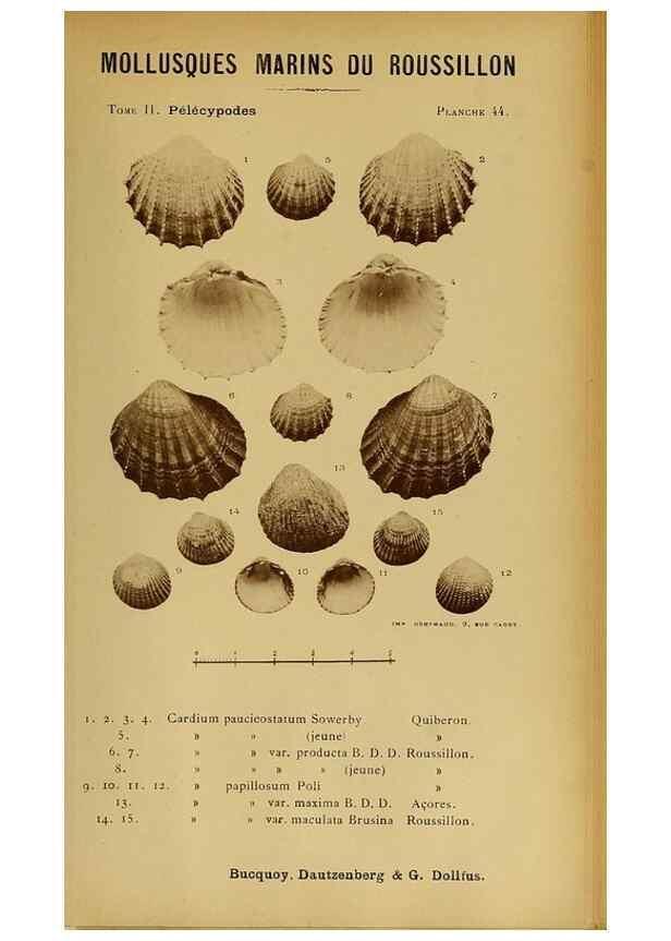 Reproducción/Reproduction 49806409258: Les mollusques marins du Roussillon. Paris :J.-B. Baillière,[1882]-[1898]. 