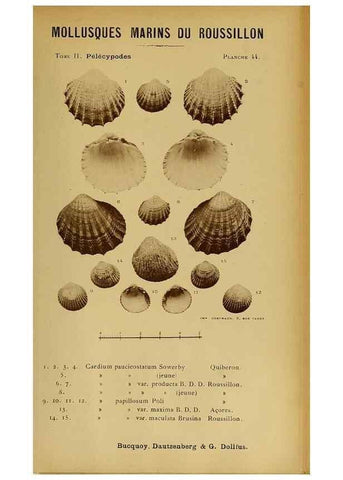 Reproducción/Reproduction 49806409258: Les mollusques marins du Roussillon. Paris :J.-B. Baillière,[1882]-[1898]. 