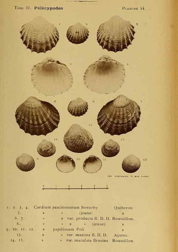 Reproducción/Reproduction 49806409258: Les mollusques marins du Roussillon. Paris :J.-B. Baillière,[1882]-[1898]. 
