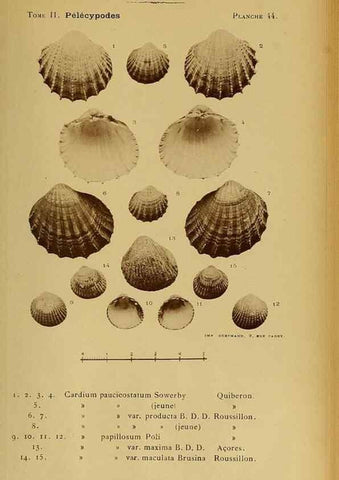 Reproducción/Reproduction 49806409258: Les mollusques marins du Roussillon. Paris :J.-B. Baillière,[1882]-[1898]. 