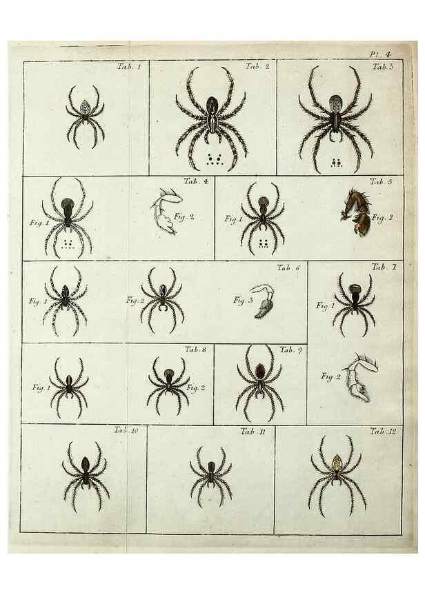 Reproducción/Reproduction 49806409368: Svenska spindlar. Stockholmiae :Literis Laur. Salvii,MDCCLVII [1757]. 