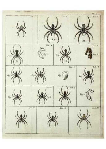 Reproducción/Reproduction 49806409368: Svenska spindlar. Stockholmiae :Literis Laur. Salvii,MDCCLVII [1757]. 