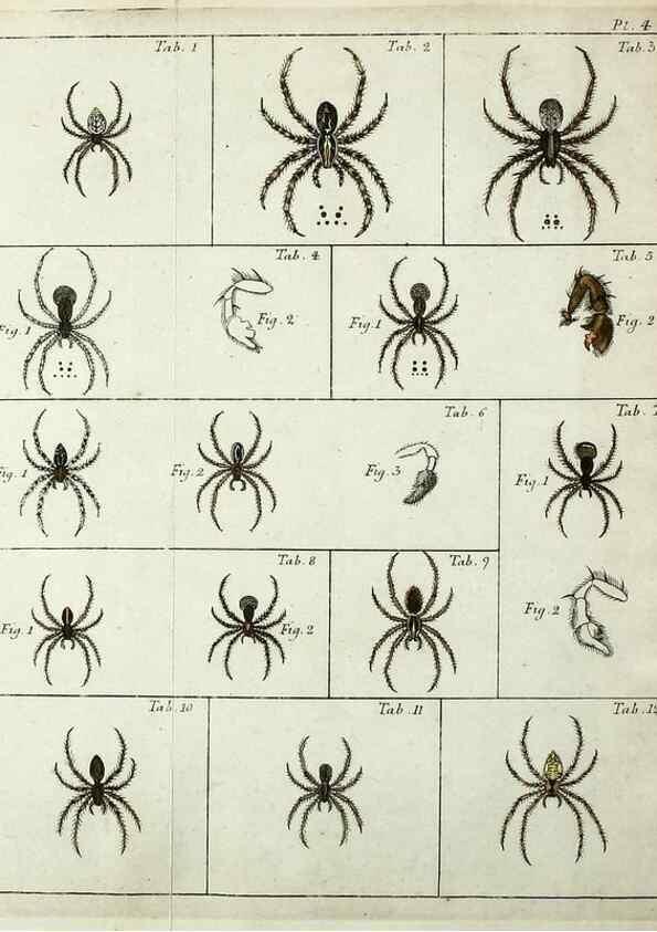 Reproducción/Reproduction 49806409368: Svenska spindlar. Stockholmiae :Literis Laur. Salvii,MDCCLVII [1757]. 