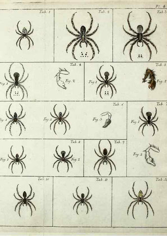 Reproducción/Reproduction 49806409368: Svenska spindlar. Stockholmiae :Literis Laur. Salvii,MDCCLVII [1757]. 