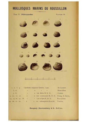 Reproducción/Reproduction 49806965171: Les mollusques marins du Roussillon. Paris :J.-B. Baillière,[1882]-[1898]. 