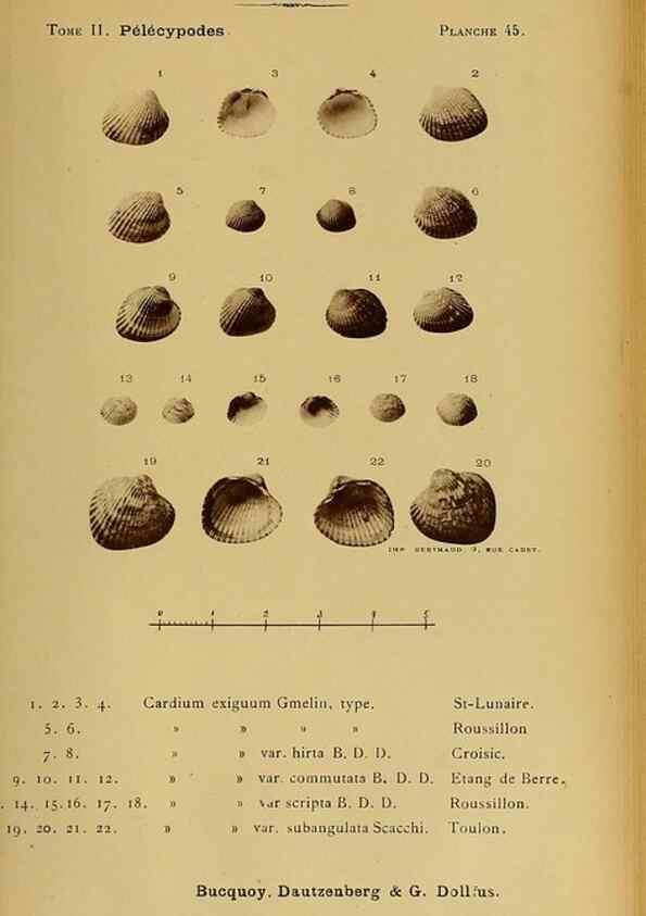 Reproducción/Reproduction 49806965171: Les mollusques marins du Roussillon. Paris :J.-B. Baillière,[1882]-[1898]. 