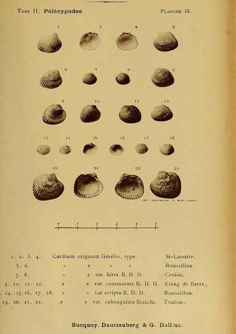 Reproducción/Reproduction 49806965171: Les mollusques marins du Roussillon. Paris :J.-B. Baillière,[1882]-[1898]. 