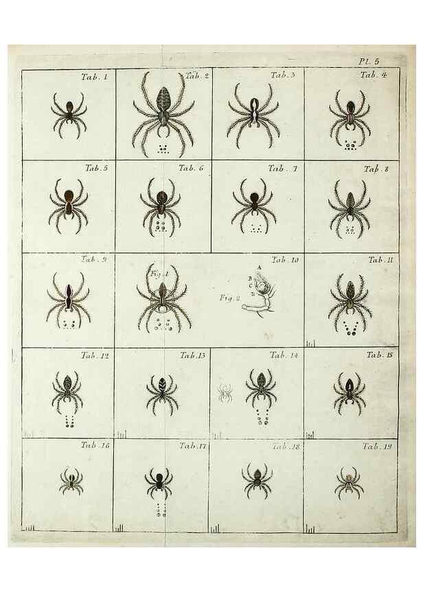 Reproducción/Reproduction 49806965216: Svenska spindlar. Stockholmiae :Literis Laur. Salvii,MDCCLVII [1757]. 