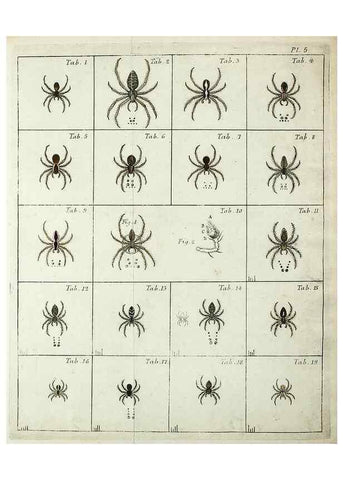 Reproducción/Reproduction 49806965216: Svenska spindlar. Stockholmiae :Literis Laur. Salvii,MDCCLVII [1757]. 