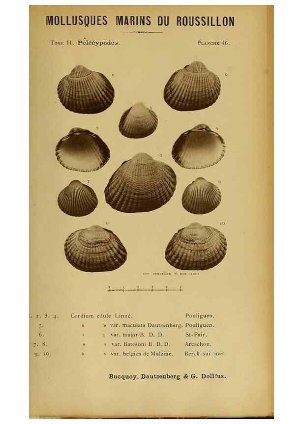 Reproducción/Reproduction 49806409838: Les mollusques marins du Roussillon. Paris :J.-B. Baillière,[1882]-[1898]. 