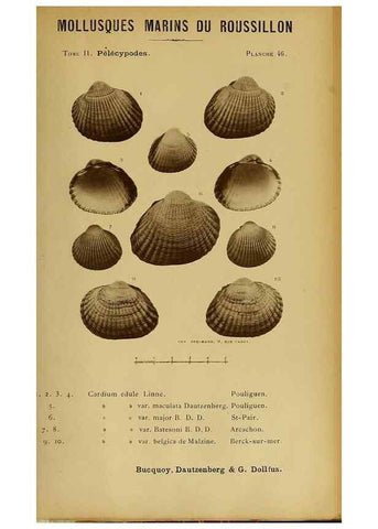 Reproducción/Reproduction 49806409838: Les mollusques marins du Roussillon. Paris :J.-B. Baillière,[1882]-[1898]. 