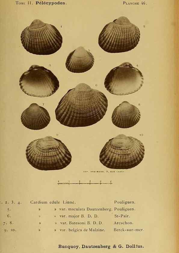 Reproducción/Reproduction 49806409838: Les mollusques marins du Roussillon. Paris :J.-B. Baillière,[1882]-[1898]. 