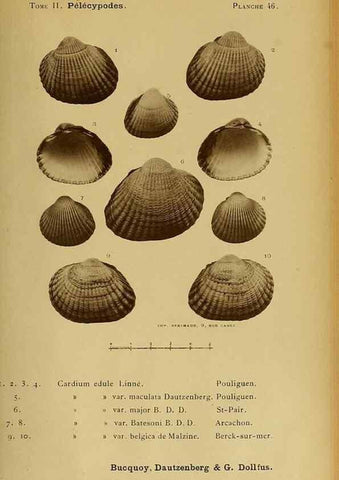 Reproducción/Reproduction 49806409838: Les mollusques marins du Roussillon. Paris :J.-B. Baillière,[1882]-[1898]. 