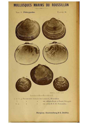 Reproducción/Reproduction 49807272117: Les mollusques marins du Roussillon. Paris :J.-B. Baillière,[1882]-[1898]. 