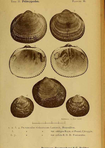 Reproducción/Reproduction 49807272117: Les mollusques marins du Roussillon. Paris :J.-B. Baillière,[1882]-[1898]. 